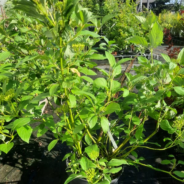 cornus-00003646-červen