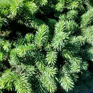 picea-00003345-červen