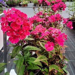 phlox-00006794-červenec