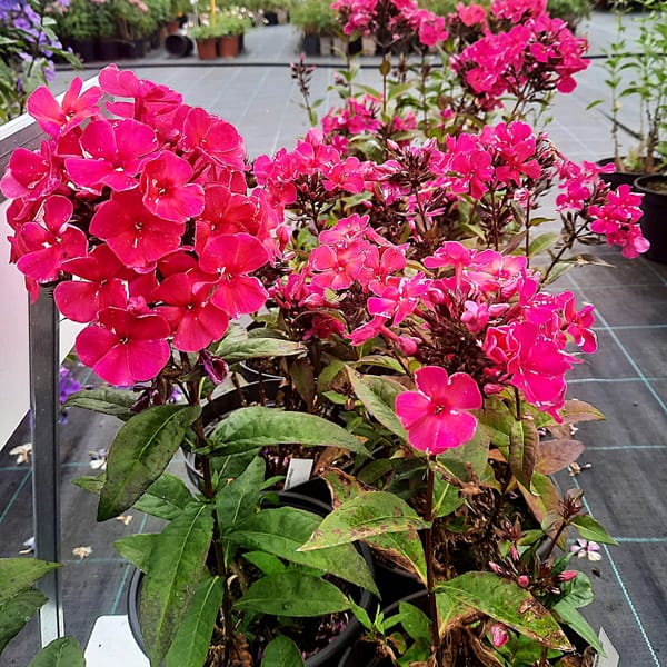 phlox-00006794-červenec