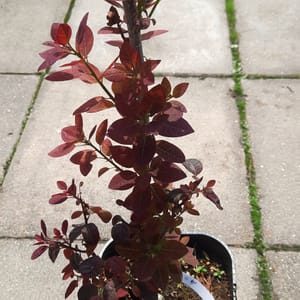 cotinus-00007073-červen
