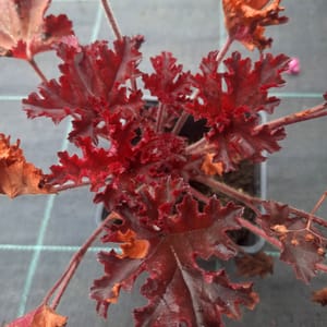 heuchera-00006706-červenec