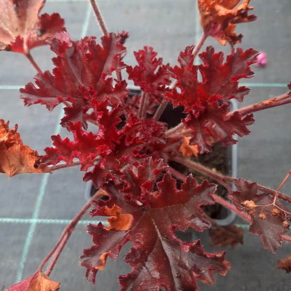 heuchera-00006706-červenec