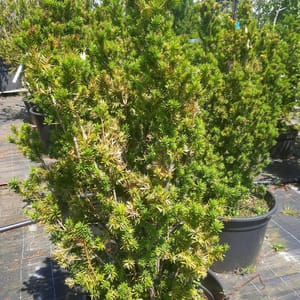 taxus-00003958-červen
