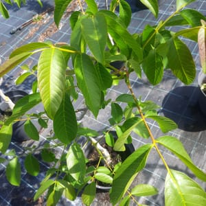 juglans-00004389-červen