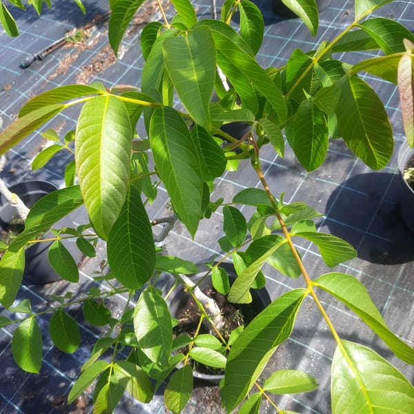 juglans-00004389-červen