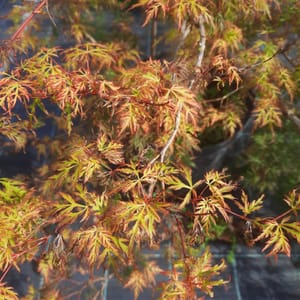 acer-00003481-červen