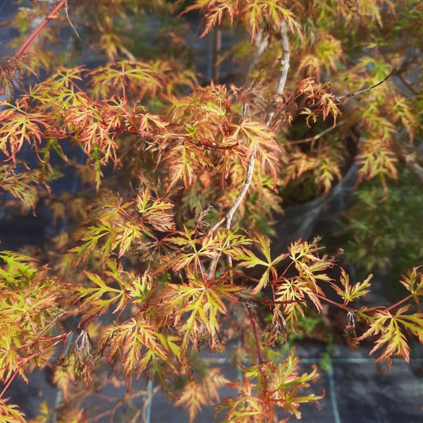 acer-00003481-červen