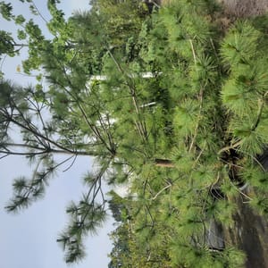 pinus-00005628-červen