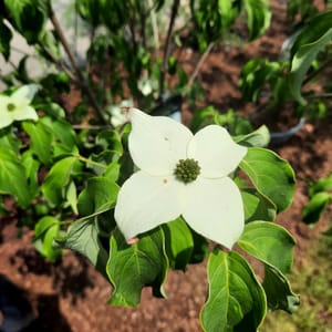 cornus-00007426-červen