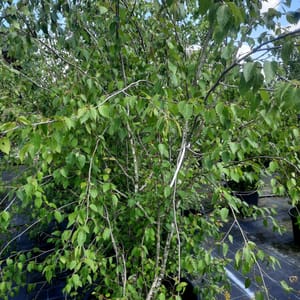 betula-00004306-červen