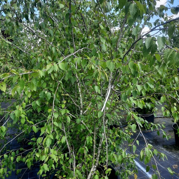 betula-00004306-červen