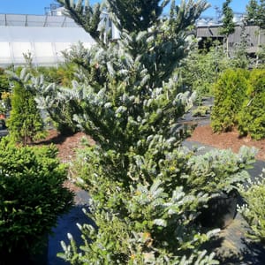 abies-00003109-červen