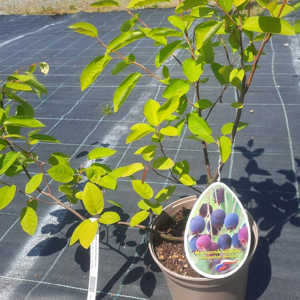 amelanchier-00007413-červen