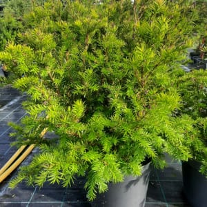 taxus-00003841-červen