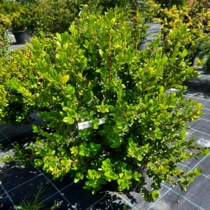 buxus-00003456-červen