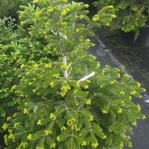 abies-00005165-červen