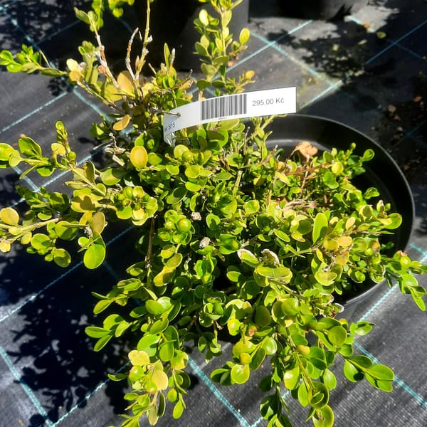 buxus-00003477-červen