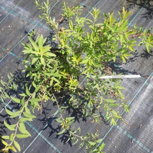 spiraea-00007478-červen