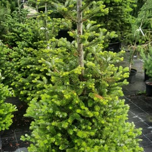 abies-00007260-červen