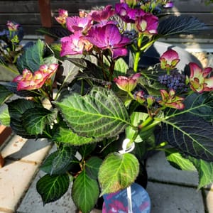 hydrangea-00007663-červen