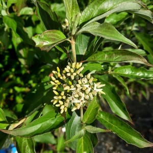 cornus-00007425-červen