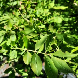 euonymus-00003741-červen