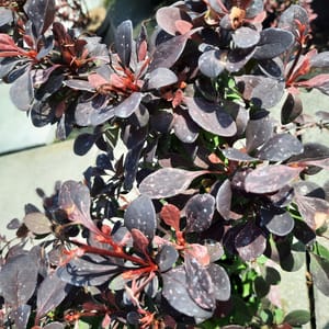 berberis-00006279-červen