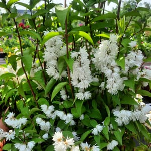 deutzia-00007145-červen