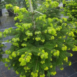 abies-00007102-červen