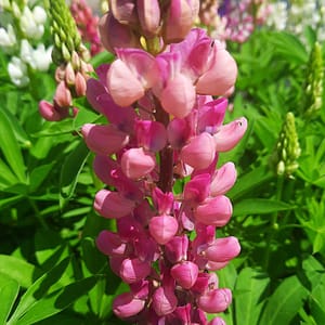 lupinus-00006751-červenec