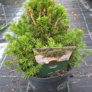 picea-00007046-červen