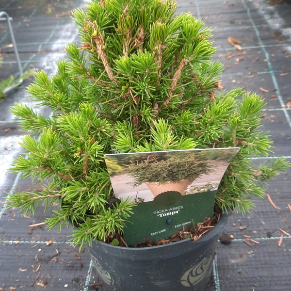 picea-00007046-červen