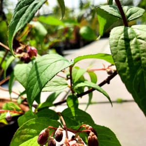 deutzia-00007143-červen