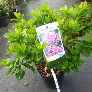 euonymus-00005670-červenec