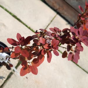 cotinus-00005546-červen