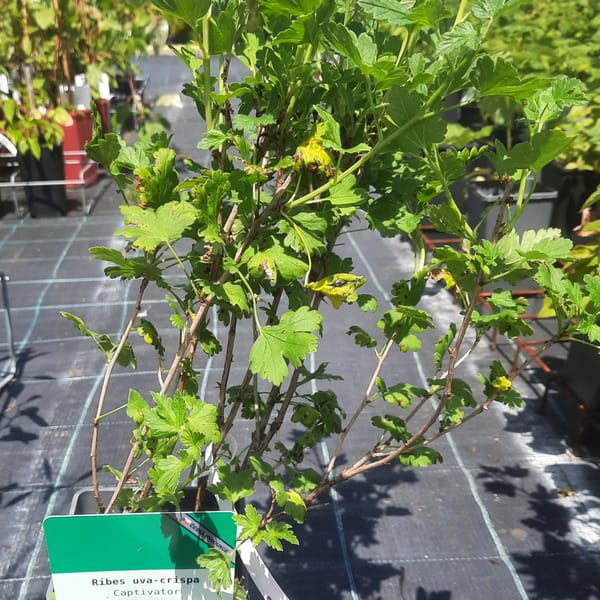 ribes-00007628-červen