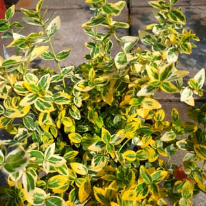euonymus-00007581-červen