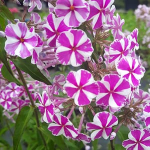phlox-00006785-červenec