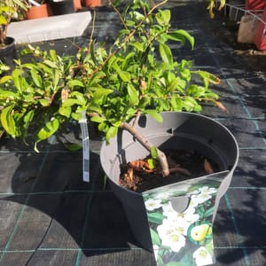 chaenomeles-00007436-červen