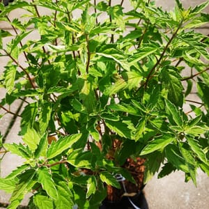 caryopteris-00007602-červen