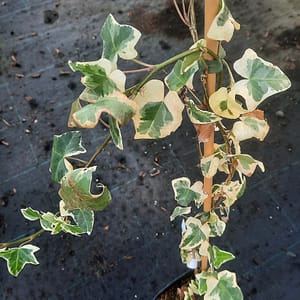 hedera-00007043-červenec