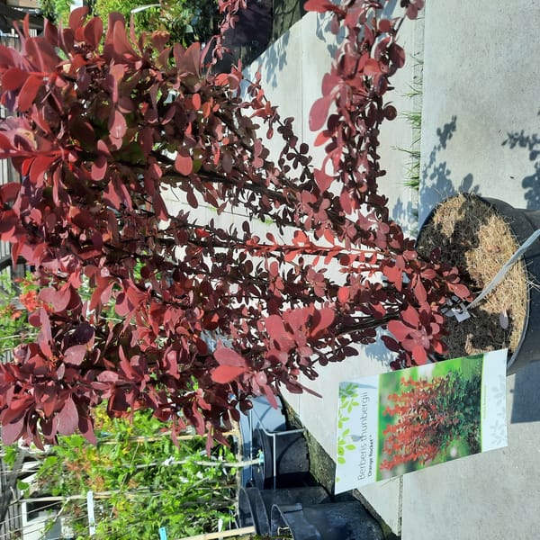 berberis-00007113-červen