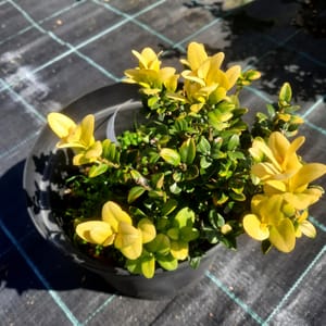 buxus-00003454-červen