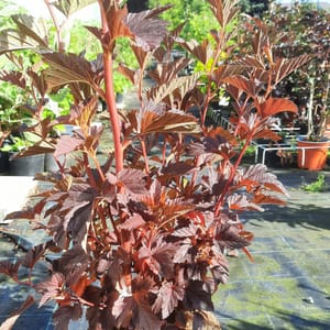 physocarpus-00007589-červen