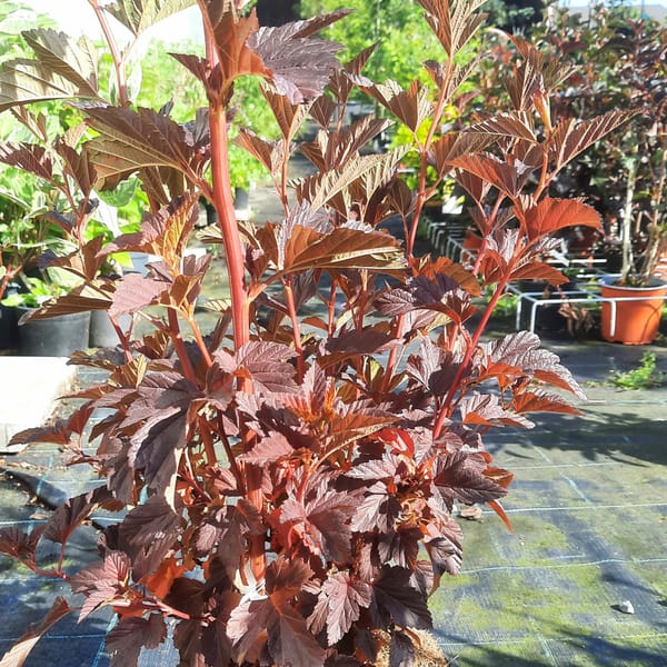 physocarpus-00007589-červen