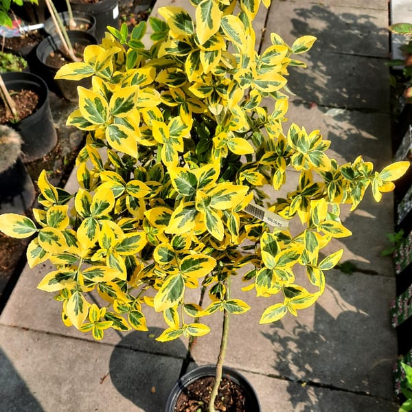 euonymus-00007333-červen