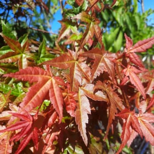 acer-00007104-červen