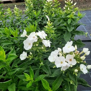 phlox-00006793-červenec