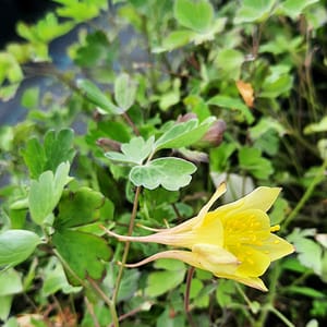 aquilegia-00006582-červenec